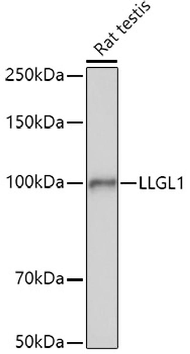 LLGL1 Antibody in Western Blot (WB)