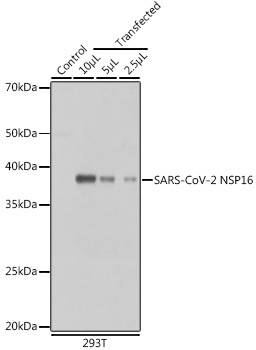 SARS-CoV-2 NSP16 Antibody in Western Blot (WB)