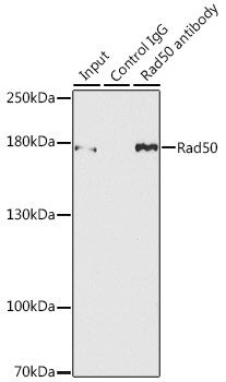 RAD50 Antibody in Immunoprecipitation (IP)