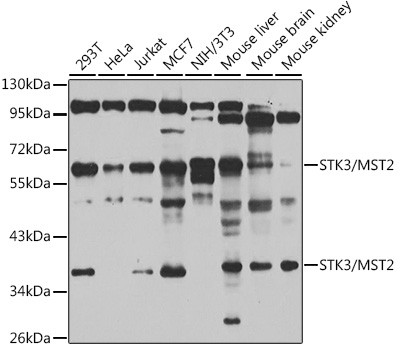 MST2 Antibody in Western Blot (WB)