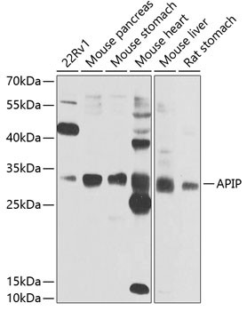 APIP Antibody in Western Blot (WB)