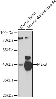 MEK3 Antibody in Western Blot (WB)