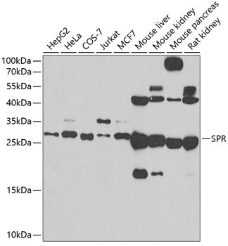 SPR Antibody in Western Blot (WB)
