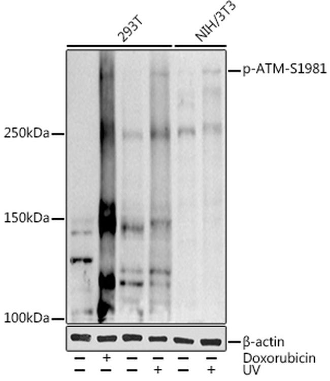 Phospho-ATM (Ser1981) Antibody in Western Blot (WB)