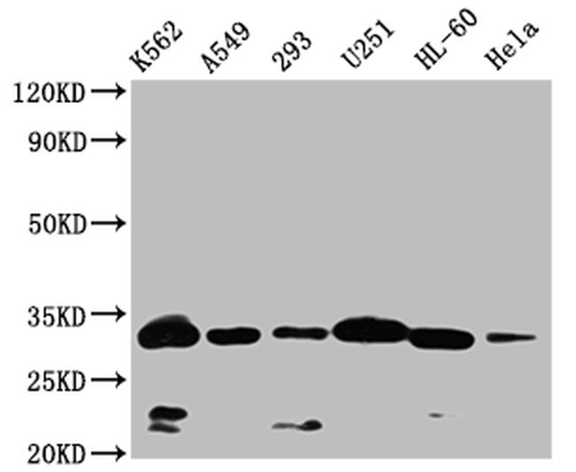 VDAC3 Antibody in Western Blot (WB)