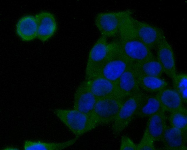 Glypican 5 Antibody in Immunocytochemistry (ICC/IF)