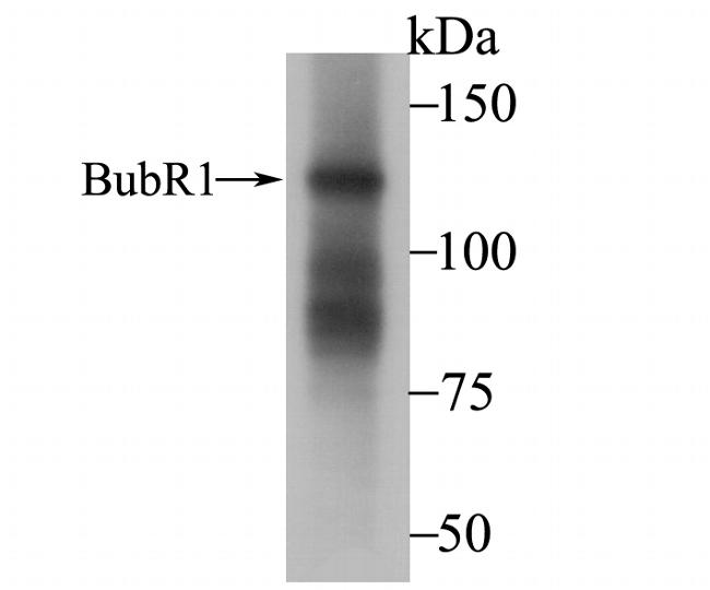 BUBR1 Antibody in Western Blot (WB)