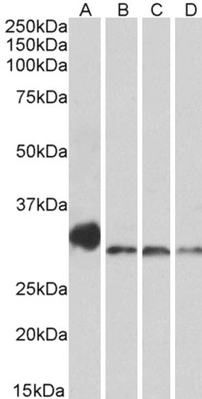 NEK7 Antibody in Western Blot (WB)