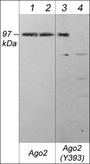 Phospho-AGO2 (Tyr393) Antibody in Western Blot (WB)