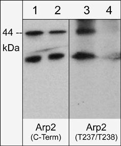 Arp2 Antibody in Western Blot (WB)