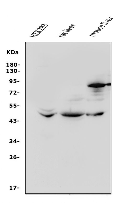 beta-3 Adrenergic Receptor Antibody in Western Blot (WB)