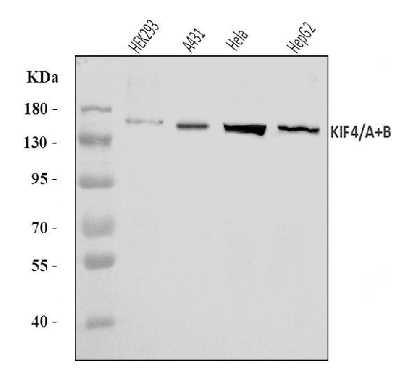 KIF4A/KIF4B Antibody in Western Blot (WB)