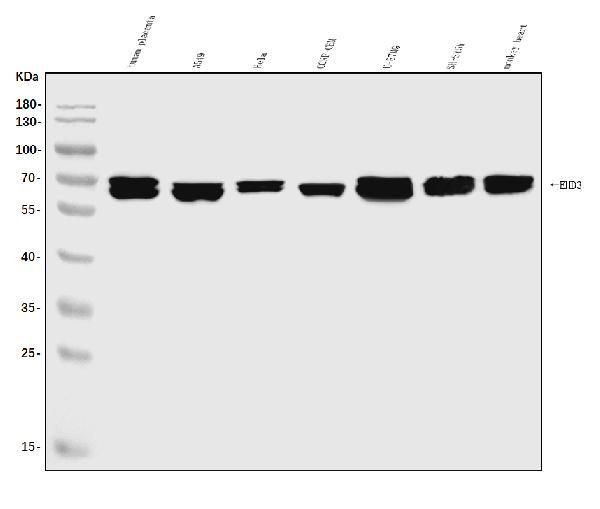 EHD3 Antibody in Western Blot (WB)