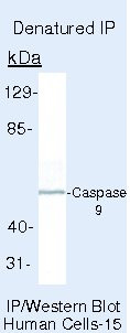 Caspase 9 Antibody in Immunoprecipitation (IP)