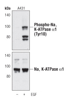 Phospho-ATP1A1 (Tyr10) Antibody in Western Blot (WB)