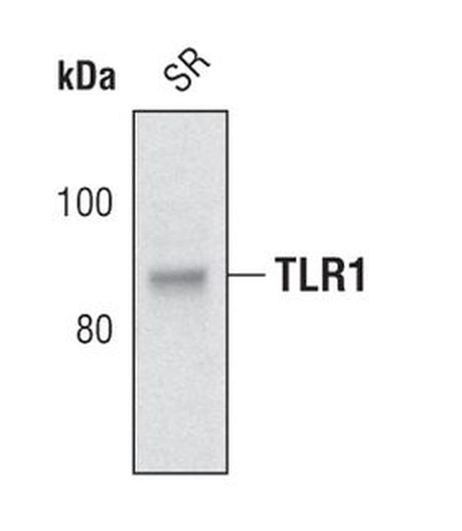 TLR1 Antibody in Western Blot (WB)