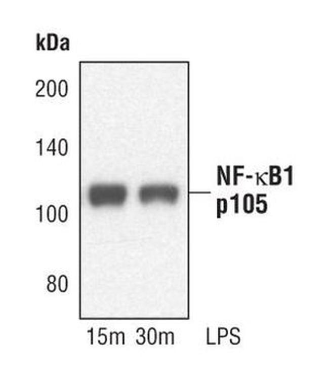 NFkB p105 Antibody in Western Blot (WB)