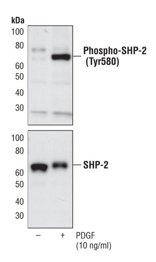 Phospho-SHP2 (Tyr580) Antibody in Western Blot (WB)
