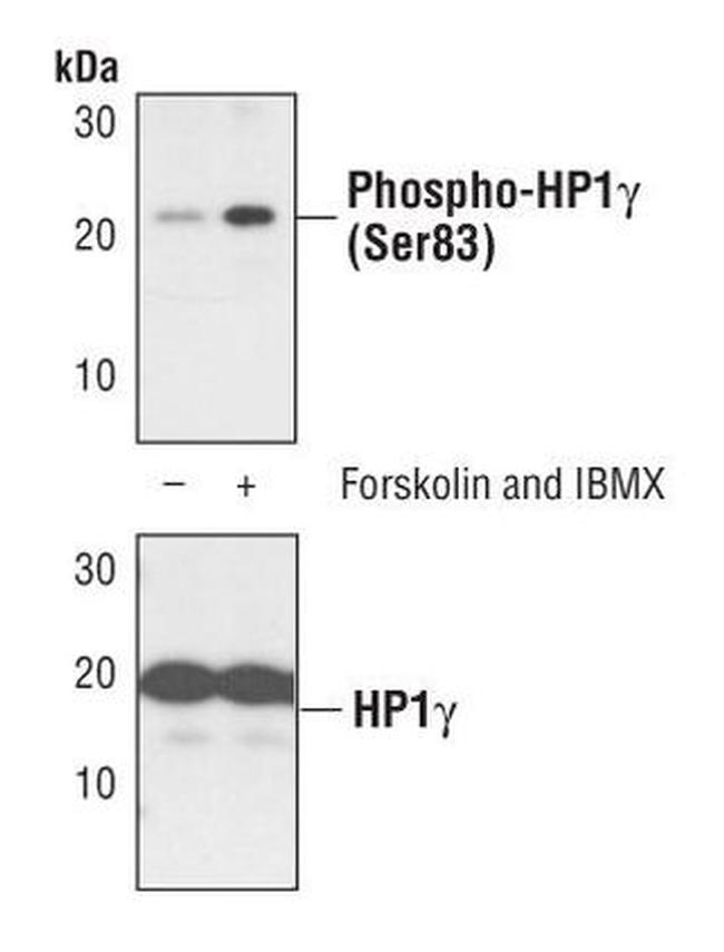 Phospho-HP1 gamma (Ser83) Antibody in Western Blot (WB)