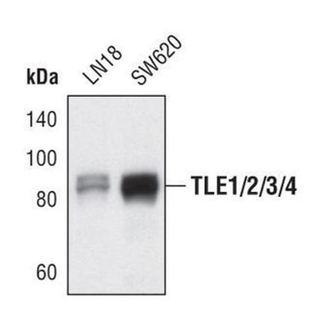 TLE Pan Antibody in Western Blot (WB)
