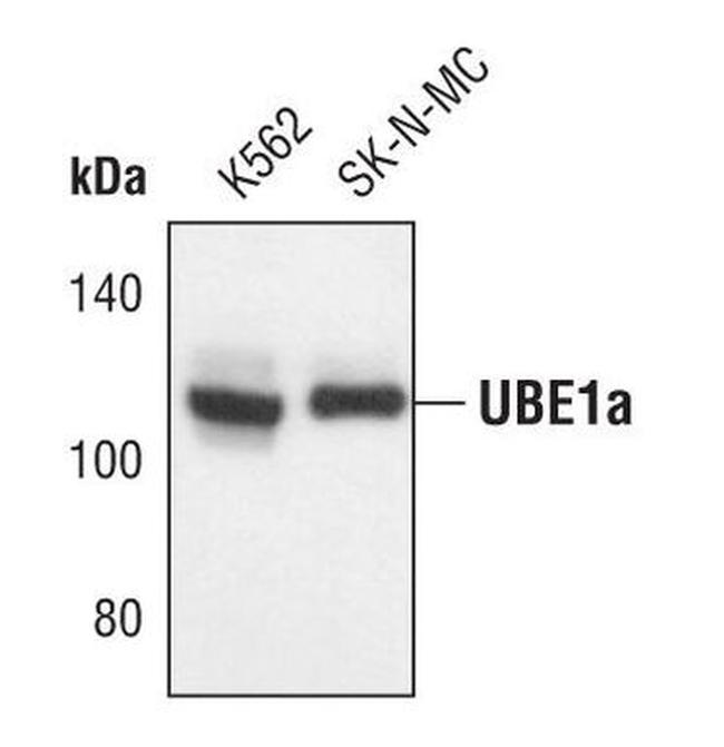 UBE1 Isoform A Antibody in Western Blot (WB)