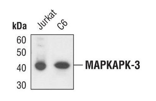 MAPKAPK3 Antibody in Western Blot (WB)