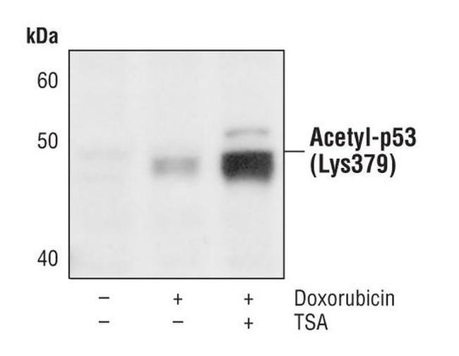 Acetyl-p53 (Lys379) Antibody in Western Blot (WB)