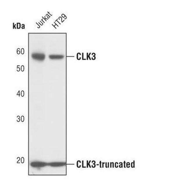 CLK3 Antibody in Western Blot (WB)