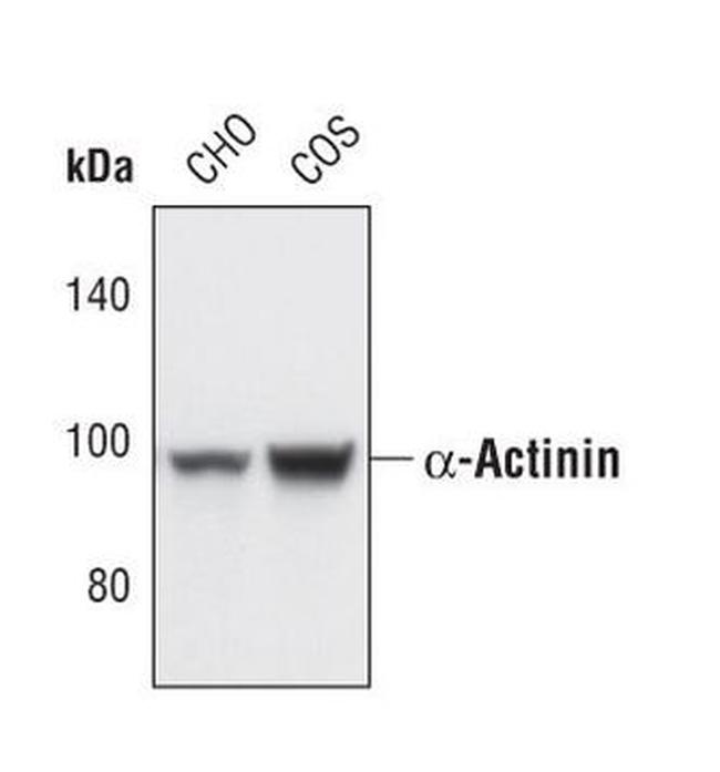 alpha Actinin 1 Antibody in Western Blot (WB)