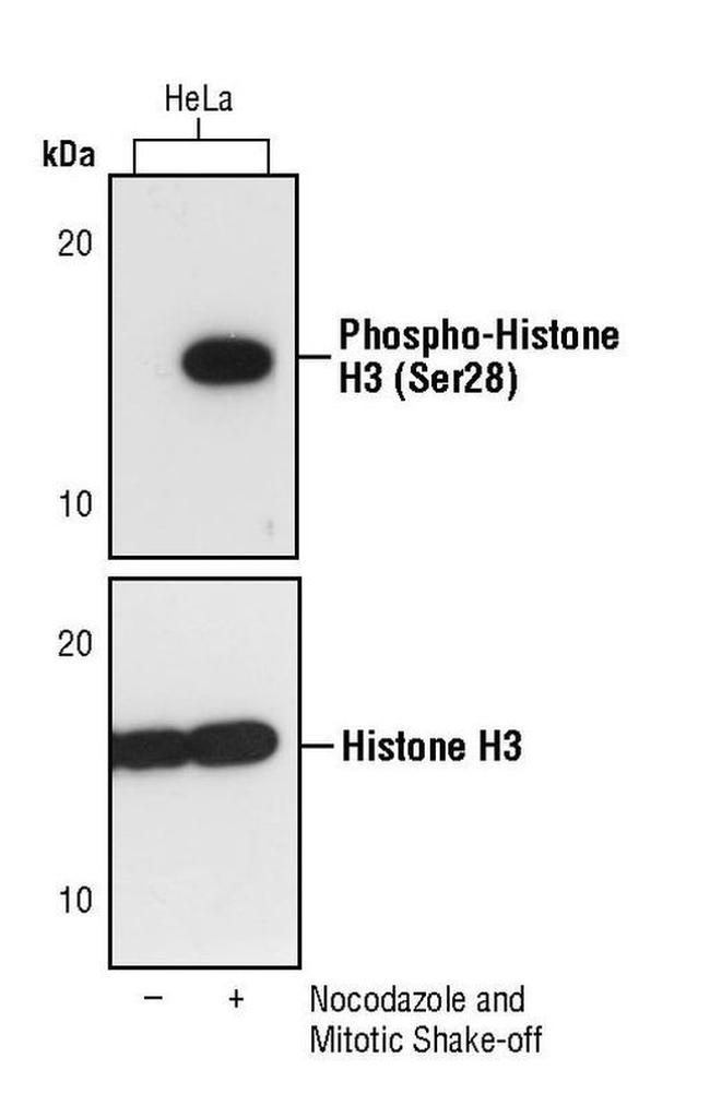 Phospho-Histone H3 (Ser28) Antibody in Western Blot (WB)