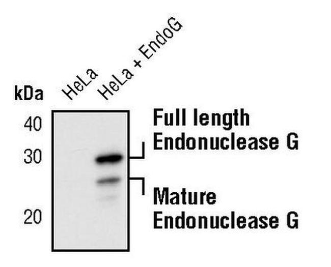 ENDOG Antibody in Western Blot (WB)