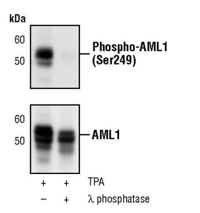Phospho-RUNX1 (Ser249) Antibody in Western Blot (WB)