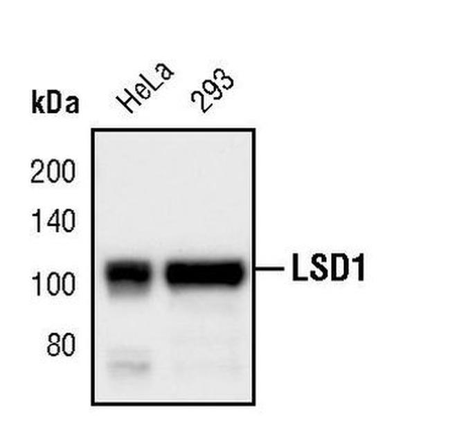 LSD1 Antibody in Western Blot (WB)