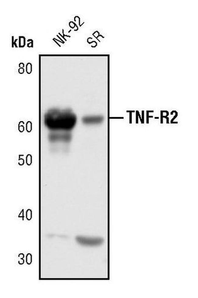 TNFR2 Antibody in Western Blot (WB)