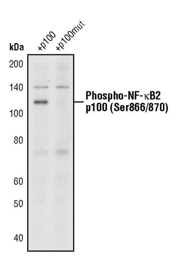 Phospho-NFkB p100 (Ser866, Ser870) Antibody in Western Blot (WB)