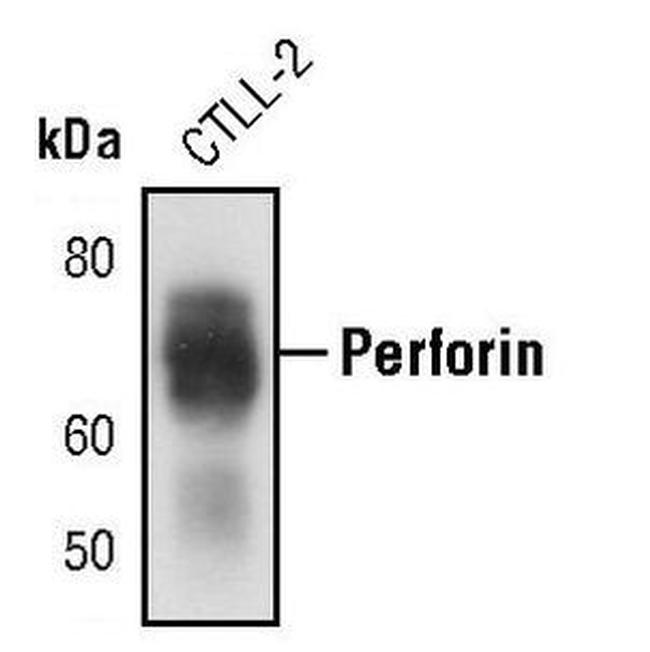 Perforin Antibody in Western Blot (WB)
