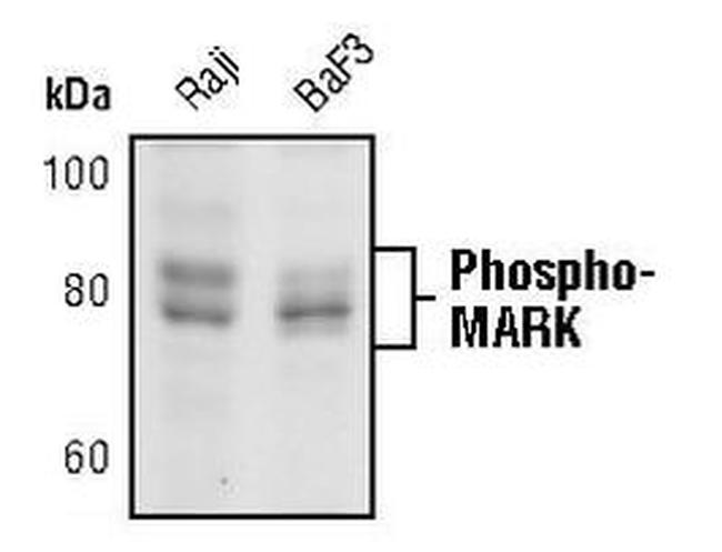 Phospho-MARK1/MARK2/MARK3 (Thr215, Thr208, Thr234) Antibody in Western Blot (WB)