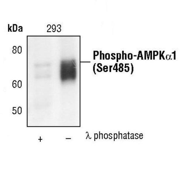 Phospho-AMPK alpha-1 (Ser485) Antibody in Western Blot (WB)