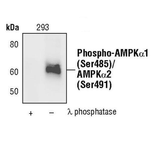Phospho-AMPK alpha-1,2 (Ser485, Ser491) Antibody in Western Blot (WB)