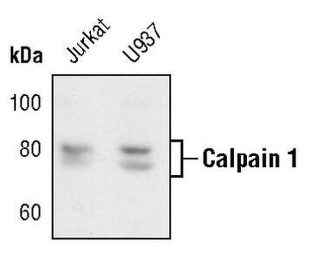 Mu-Calpain Antibody in Western Blot (WB)