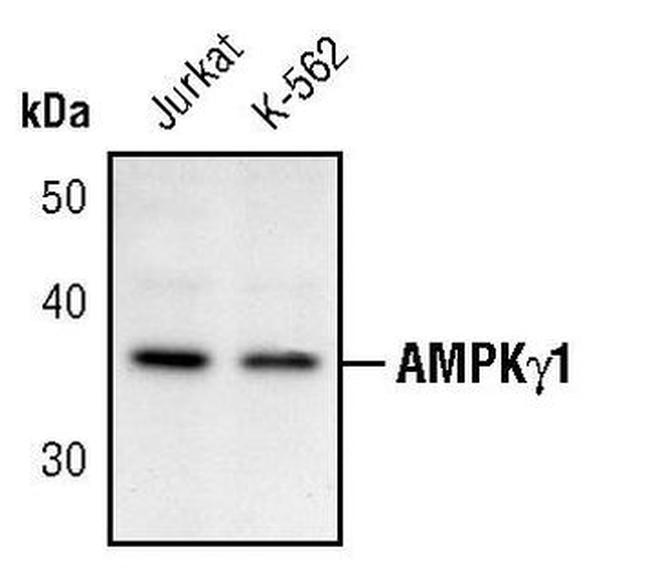 AMPK gamma-1 Antibody in Western Blot (WB)