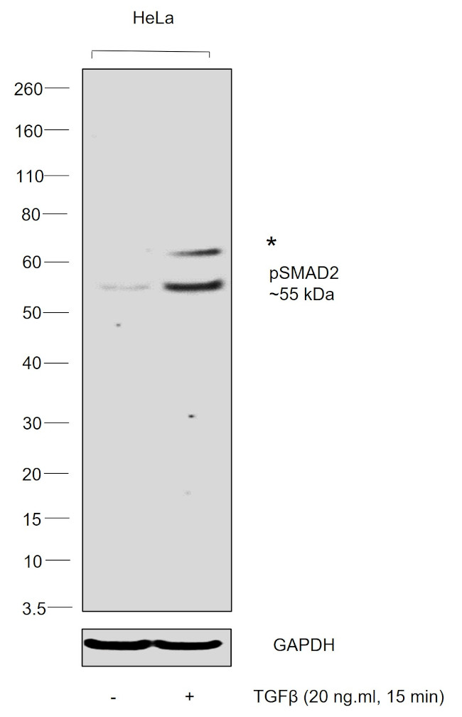 Phospho-SMAD2 (Ser245, Ser250, Ser255) Antibody in Western Blot (WB)