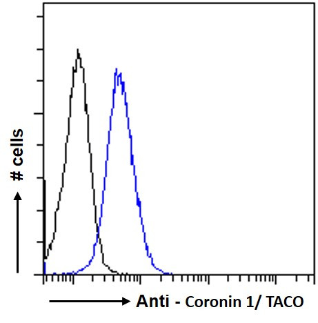 Coronin 1A Antibody in Flow Cytometry (Flow)