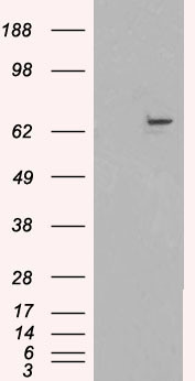 FANCG Antibody in Western Blot (WB)