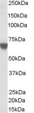 TOM1L2 Antibody in Western Blot (WB)