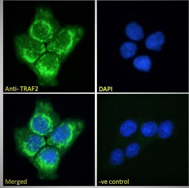 TRAF2 Antibody in Immunocytochemistry (ICC/IF)