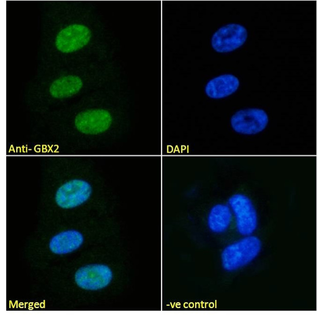 GBX2 Antibody in Immunocytochemistry (ICC/IF)
