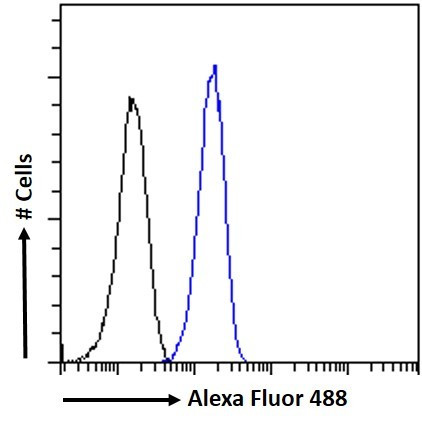 CaMKII alpha Antibody in Flow Cytometry (Flow)