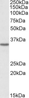 MICS1 Antibody in Western Blot (WB)