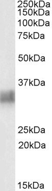 BST-2 Antibody in Western Blot (WB)